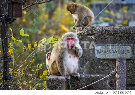 Cute wild japanese snow monkeys in Nikko national park forest 97136974