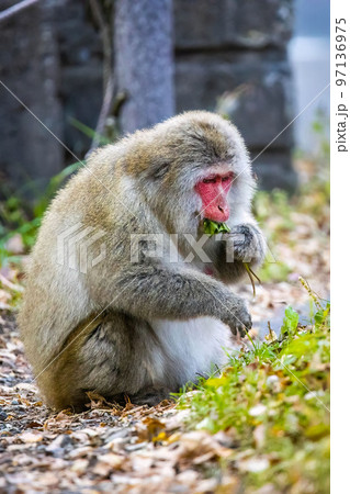 Cute wild japanese snow monkey portrait in Nikko national park Cute wild japanese snow monkey portrait in Nikko national park 97136975