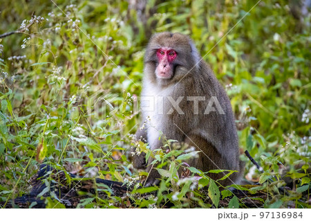Cute wild japanese snow monkey portrait in Nikko national park 97136984