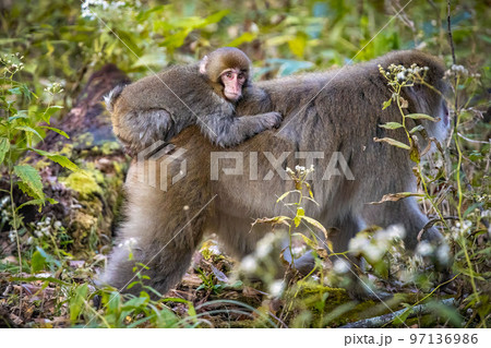 Cute wild japanese snow monkeys in Nikko national park forest Cute wild japanese snow monkeys in Nikko national park forest 97136986