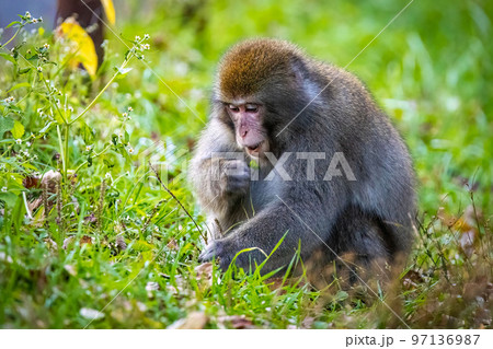 Cute wild japanese snow monkey portrait in Nikko national park Cute wild japanese snow monkey portrait in Nikko national park 97136987