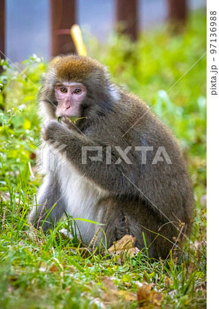 Cute wild japanese snow monkey portrait in Nikko national park Cute wild japanese snow monkey portrait in Nikko national park 97136988