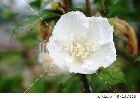 夏の終わりに咲く白いムクゲ(木槿) 夏の終わりに咲く白いムクゲ(木槿) 97137119