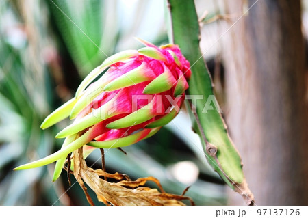 ドラゴンフルーツの若い実 ドラゴンフルーツの若い実 97137126