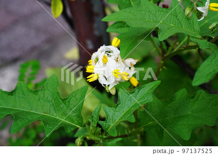 ワルナスビ ワルナスビ 97137525