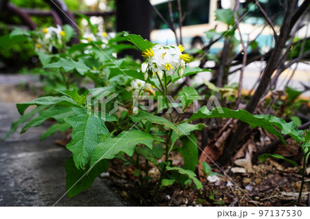 ワルナスビ 97137530