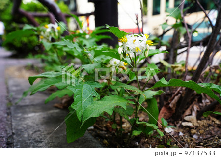 ワルナスビ 97137533