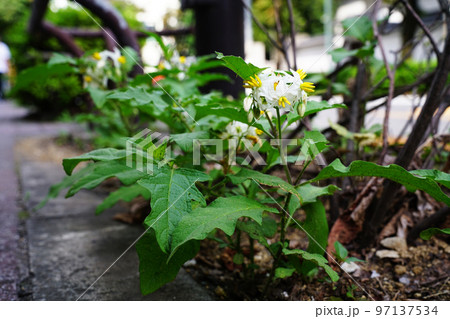 ワルナスビ 97137534