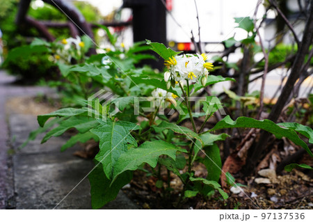 ワルナスビ 97137536