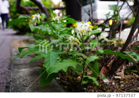 ワルナスビ 97137537