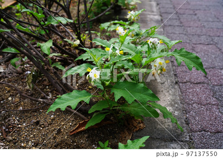 ワルナスビ 97137550