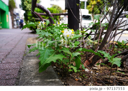 ワルナスビ 97137553