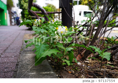 ワルナスビ ワルナスビ 97137554