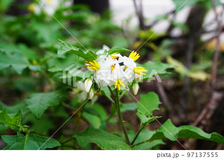 ワルナスビ 97137555