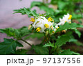ワルナスビ 97137556