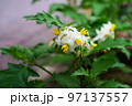 ワルナスビ 97137557