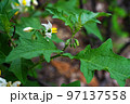 ワルナスビ 97137558