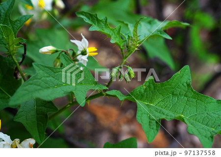 ワルナスビ 97137558