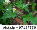 ワルナスビ 97137559