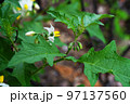 ワルナスビ 97137560