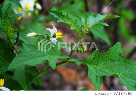 ワルナスビ ワルナスビ 97137560