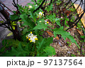 ワルナスビ 97137564