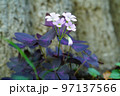 ワルナスビ 97137566