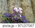 ワルナスビ 97137567