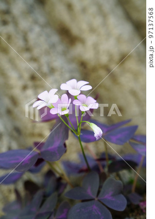 ワルナスビ 97137568