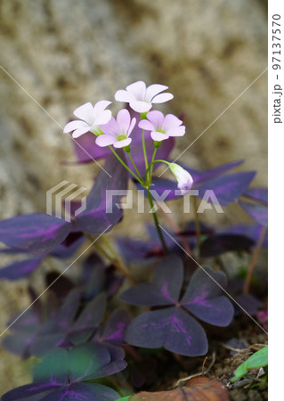 ワルナスビ 97137570