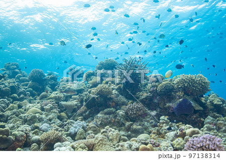 太陽光刺す珊瑚礁に魚が舞う美しく幻想的な水中写真 97138314