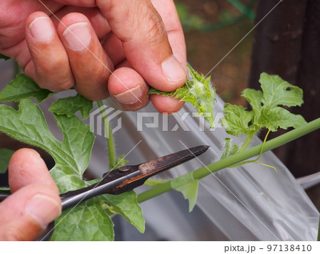 スイカの栽培・摘芯 スイカの栽培・摘芯 97138410