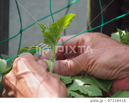 スイカの栽培・誘引 スイカの栽培・誘引 97138418