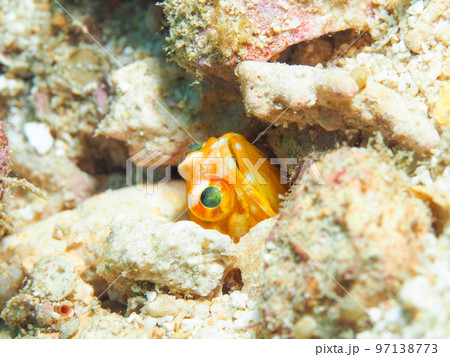 ホシカゲアゴアマダイ 97138773