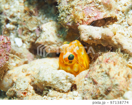 ホシカゲアゴアマダイ 97138774