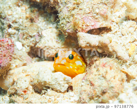 ホシカゲアゴアマダイ 97138776