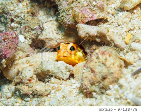 ホシカゲアゴアマダイ 97138778