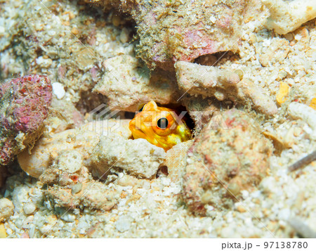 ホシカゲアゴアマダイ 97138780