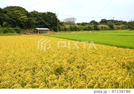 稲穂、田んぼの写真素材 稲穂、田んぼの写真素材 97138786