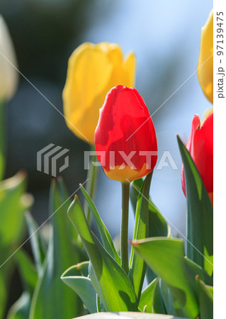 チューリップ 97139475