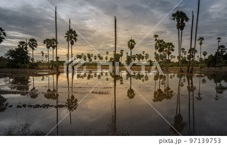 Group of sugar palm trees with beautiful sky in morning and reflection in the shallow water. 97139753
