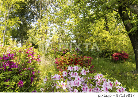 林の中の初夏の花風景-2 林の中の初夏の花風景-2 97139817