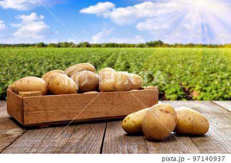 potatoes in crate on table with green field potatoes in crate on table with green field 97140937