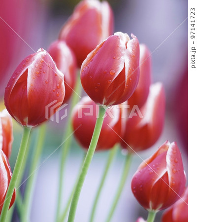 美しいアイスチューリップ 97141723