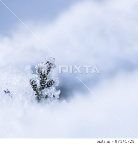 A small frozen thuja branch in the snow. Natural winter and Christmas background. Backdrop in white blue tones A small frozen thuja branch in the snow. Natural winter and Christmas background. Backdrop in white blue tones 97141729