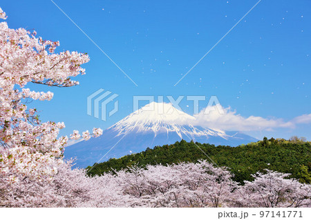 春の青空と桜吹雪　そして富士山 97141771