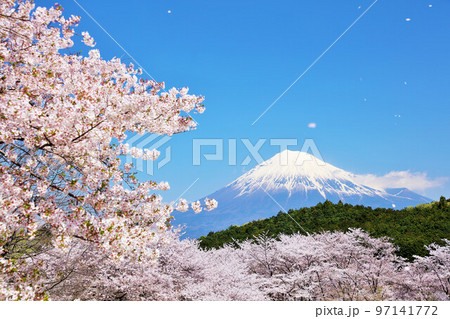 春の青空と桜吹雪　そして富士山 97141772