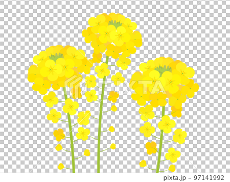 強姦開花 97141992