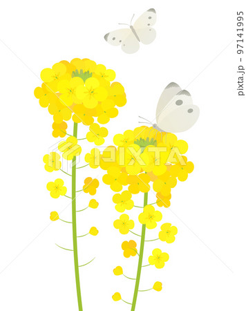 菜の花とモンシロチョウ 菜の花とモンシロチョウ 97141995