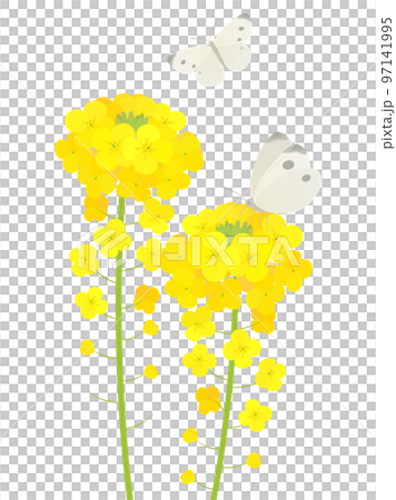 菜の花とモンシロチョウ 菜の花とモンシロチョウ 97141995